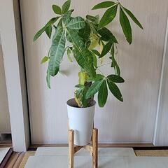 観葉植物パキラ、鉢植えセット