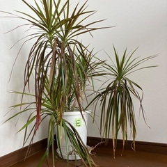 5株セット 観葉植物 ドラセナ コンシンネ 真実の木 85センチ E