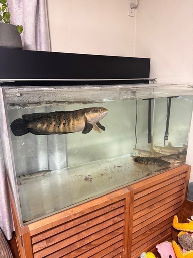 激安　チャンナ　メラノプテルス　水槽　