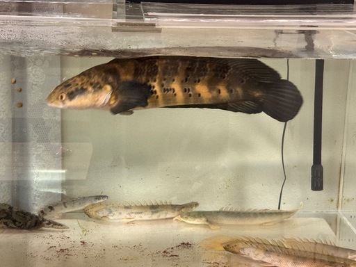 激安　チャンナ　メラノプテルス　水槽　