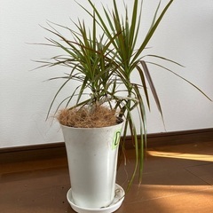 2株セット 観葉植物 ドラセナ コンシンネ 真実の木 58センチ D
