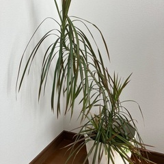 3株セット 観葉植物 ドラセナ コンシンネ 真実の木 96センチ A