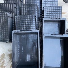 めだかNV13 BOX 最終値下げ 