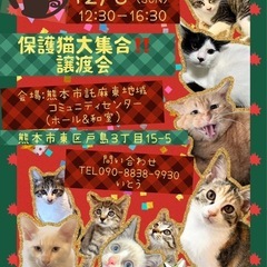 保護猫大集合‼️保護猫ふれあい譲渡会&「シャー‼️猫」譲渡会同時...
