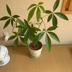 観葉植物　パキラ　90㎝の画像