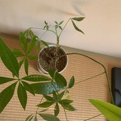 観葉植物　パキラ　90㎝の画像