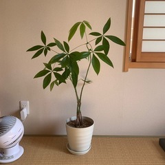 観葉植物　パキラ　90㎝の画像