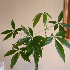 観葉植物　パキラ　90㎝の画像