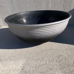 メダカ睡蓮鉢
