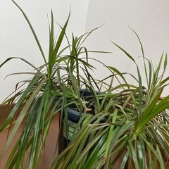4株セット 観葉植物 ドラセナ コンシンネ 真実の木 44センチ F