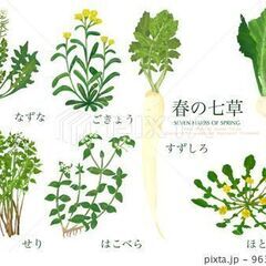 ★朝倉★七草のパック詰め★高校生も大歓迎♪1日OK♪日払OK