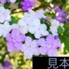 ニオイバンマツリの中古が安い!激安で譲ります・無料であげます ニオイバンマツリの中古が安い!激安で譲ります・無料であげます