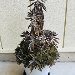 多肉植物 不死鳥 カランコエの画像