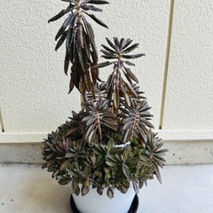 多肉植物 不死鳥 カランコエ