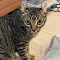 ネコグッズお譲り下さい。