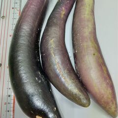 本日採れたての無農薬無化学肥料の茄子３本