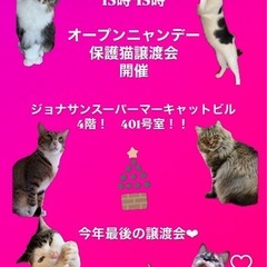 🏵️💐譲渡会に参加します💐🏵️