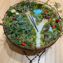 取り引き中)多肉植物、セダムの寄せ植え