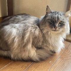 メインクーン！？　美しいニャンさん - 安曇野市