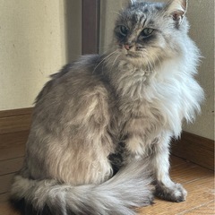 メインクーン！？　美しいニャンさん - 猫