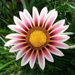 ガザニア挿し木用きり苗