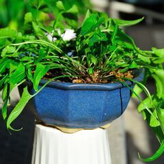 スミレ希少種「錦鈴木」ニシキスズキ 陶器鉢付きの画像
