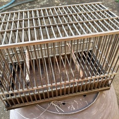 メジロ　鳥籠　鳥カゴ　2