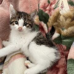 猫より人が大好き！ベッタリ甘えん坊の仔猫♪ - 猫
