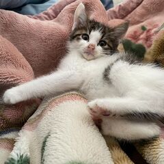 猫より人が大好き！ベッタリ甘えん坊の仔猫♪ − 埼玉県