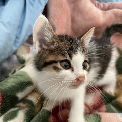 猫より人が大好き！ベッタリ甘えん坊の仔猫♪ - 里親募集