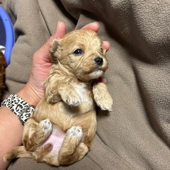 可愛い子たちが産まれています🐶