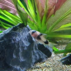 コリドラス　ワイツマニー　3尾まとめて