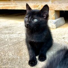 生後6週間の黒猫