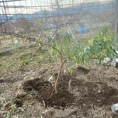 桃の木