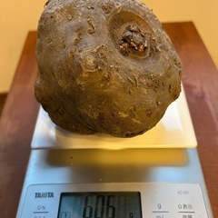 こんにゃく芋