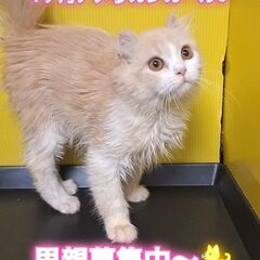 里親募集中！生後４か月アメリカンカール♂(⋈◍＞◡＜◍)。✧♡ 