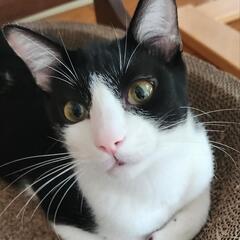 甘えん坊のハンサムハチワレまめくん