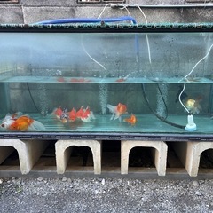 セール中金魚多種類単品売り1月5日まで