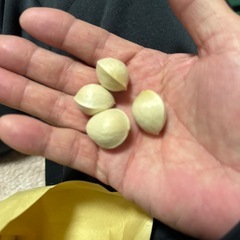 大粒銀杏の画像