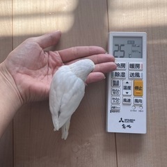 セキセイインコ雛🐣ファロー - その他