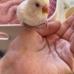 セキセイインコ雛🐣ファロー - 熊本市