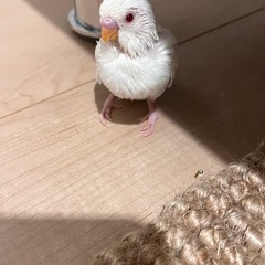 セキセイインコ雛🐣ファロー