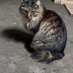 👍💝ゴージャス猫ちゃん長毛里親さん決定
