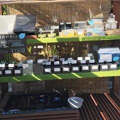 メダカ無人販売所