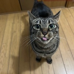 保護猫のキジトラちゃん