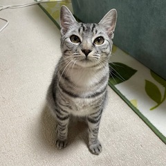 可愛い子猫イルくん里親募集🐱