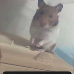 10月30日生まれのハムスター