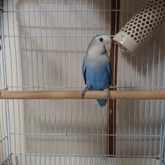 小桜インコ 決まりました。