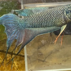 （稚魚50匹くらい残ったのでお楽しみに）ロイヤルブルーパラダイス...