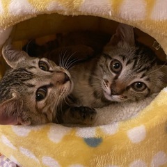 里親様決まりました！6ヶ月のキジトラ兄妹
